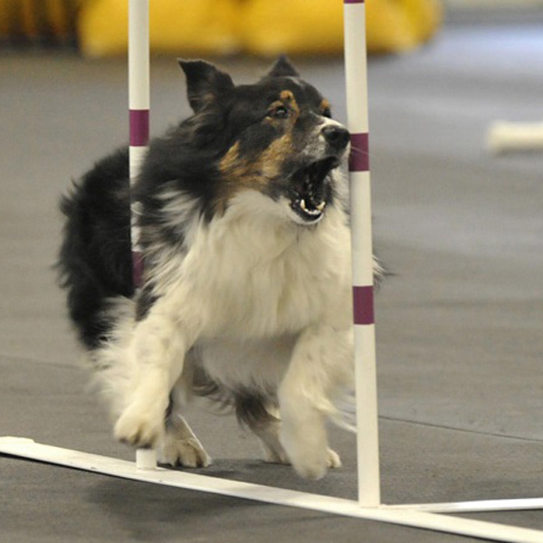 Agility Videos of my dogs and more
