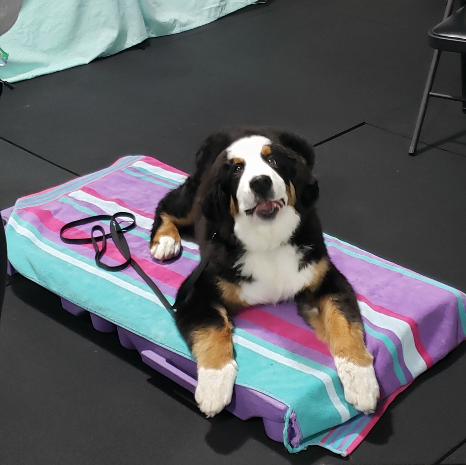 YOUR ULTIMATE PUPPY CLASS