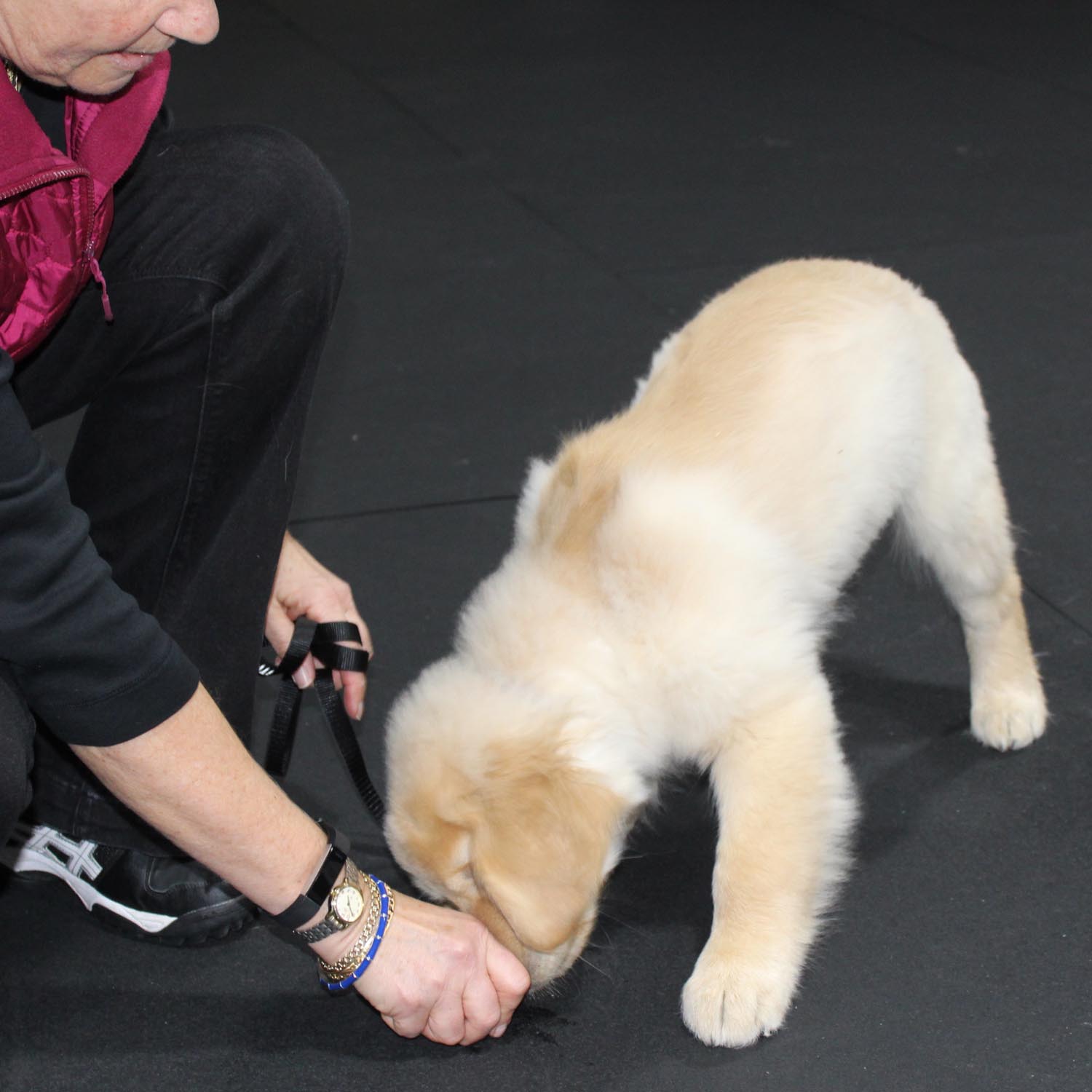 Ultimate Puppy Private Lesson and Consultation
